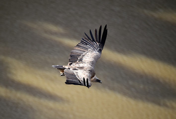 buitre leonado volando en un parque natural