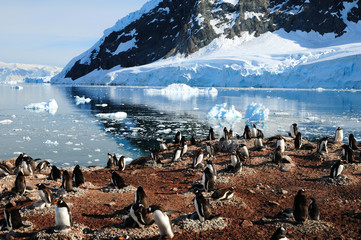 Pinguinkolonie am Meer