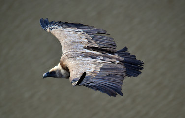 buitre leonado volando en un parque natural