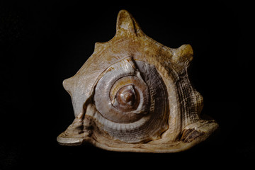 especie de concha marinha do oceano Tricornis raninus