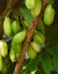 The green fruit has a sour taste called Ka Ling Ping.