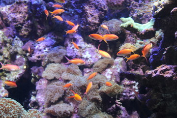 tropical fish in aquarium