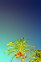 Beautiful date palm trees in front of blue turquoise sky with edible sweet fruits, Mediterranean Sea