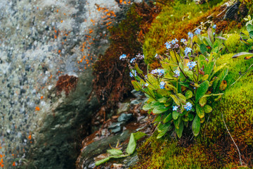 Many small blue flowers of myosotis on mossy stones. Scenic nature with thick moss and lush vegetation of mountains. Fresh greenery with droplets. Wet plants with drops. Rich alpine flora close-up.