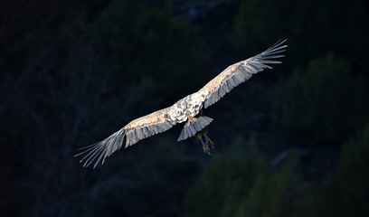 buitre leonado volando en un parque natural