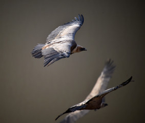 buitre leonado volando en un parque natural