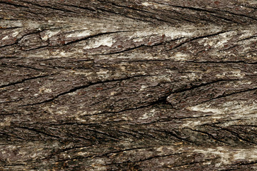 Bark texture background , wallpaper , pattern close up
