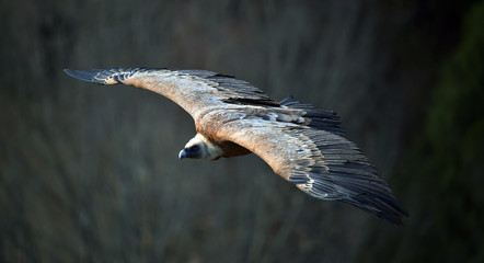 buitre leonado volando en un parque natural