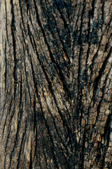 Bark texture background , wallpaper , pattern close up