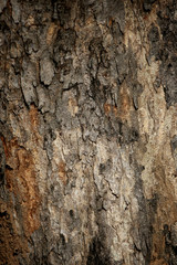 Bark texture background , wallpaper , pattern close up