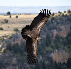 buitre leonado volando