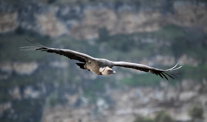buitre leonado volando en un parque natural