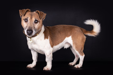 Brown white Flat coated blind Jack Russell "looking" with a cute crooced head towards the camera, isolated on a black background
