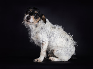 Portrait of a cute deaf Rough Coated Jack Russell with one ear, sitting down and looking in the camera, isolated on a black background