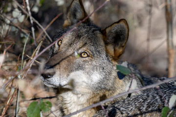 Lupo appenninico - Abruzzo