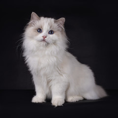 Kitten Ragdoll cat sitting, looking into the camera, isolated on a black background