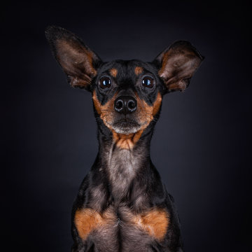 Portrait of a Miniature Pinscher with big uneven ears looking front, straight in the camera, isolated on a black background 