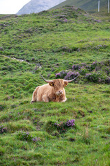 Bufalo scozzese sdraiato su collina verde