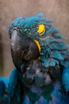 Close up image of Hyacinth macaw with its eyes closed