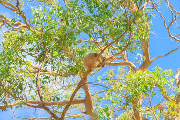 A koala, Phascolarctos cinereus, sleeping on a branch of eucalyptus on Lighthouse Road in Great Otway National Park along Great Ocean Road, Victoria, Australia. © bennymarty