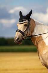 Horse leisure dressage head portraits with bridle and ear cap sideways against a blue sky in summer..
