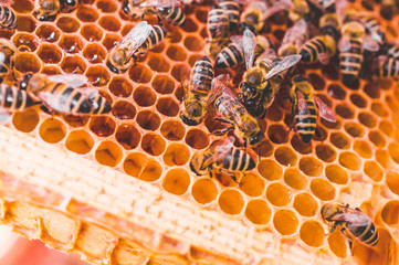 Bienenstöcke eines Imkers bei der Pflege der Bienen mit Waben und Honigbienen