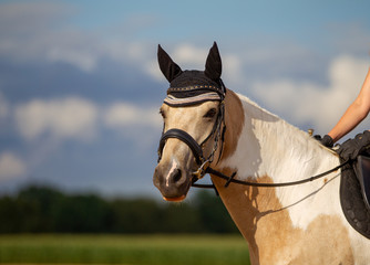 Horse piebald leisure head portraits landscape format with bridle ear cap under the rider photographed outdoors against a blue sky in summer..