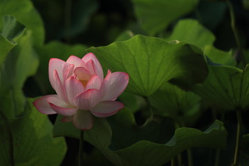 Fototapeta premium 蓮の花