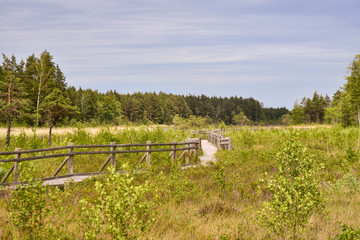 hiking the trail in a swampy forest meadow