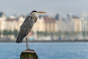Héron cendré perché