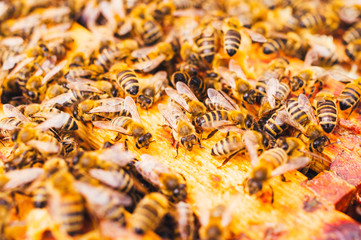 Bienenstöcke eines Imkers bei der Pflege der Bienen mit Waben und Honigbienen