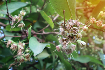 Rose apple flowers on the tree