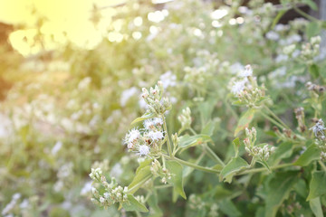 Bitter bush, Siam weed, Close up of Bitter bush and blur background, Siam weed flower and blurred background