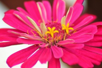 closeup of pink  zinnia flower
