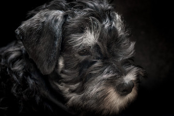 Close up dark miniature schnauzer puppy portrait.