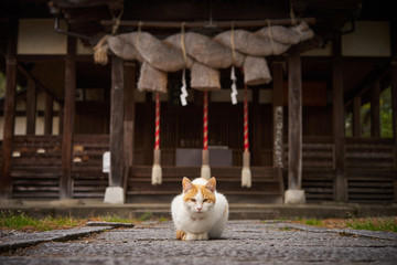 猫が日本の神社の前にいる。