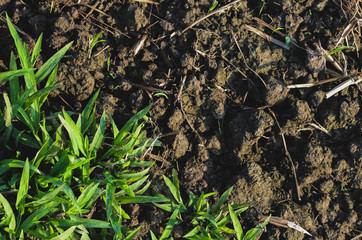 Green small grasses tree grow up from the soil for Earth day concept.