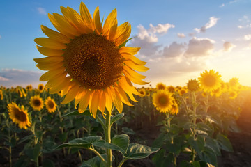 Obraz premium Close-up of a beautiful sunflower in a field