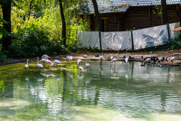Flamingo birds (Phoenicopterus) standing in a water