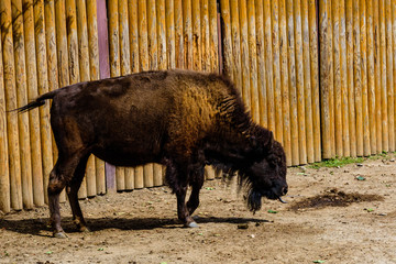 Auroch (Bison bonasus) in a corral at farm