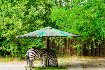 Obraz na płótnie Canvas Grant zebras (Equus quagga boehmi) eating grass