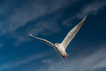 Möwen im Flug