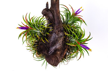 Tillandsia or Air plant which is grows without soil blooming with colorfulf flowers attached at the wood on white background.