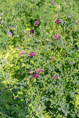 Plant (Medicago sativa) grows in a mountain meadow close-up