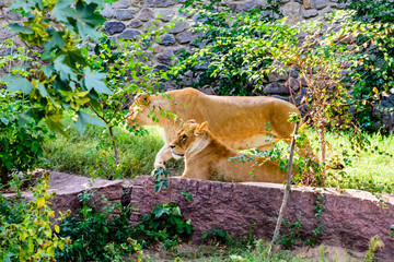 Two lionesses (Panthera leo) resting among the green vegetation