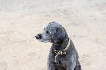 A black dog with a collar is waiting for its owner.The dog looks longingly into the distance.