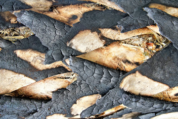 Close up detail of tree bark showing texture, contrast and light
