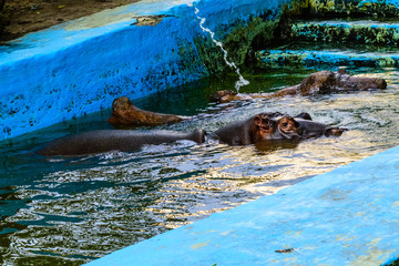 Hippopotamus (Hippopotamus amphibius). Young female of the hippo in water