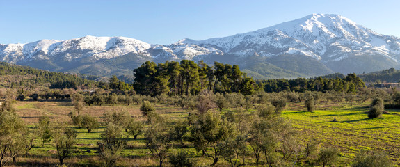 Olive grove on a background of snow-capped mountains