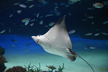 岩礁地帯を飛ぶように泳ぐトビエイ © satou y1